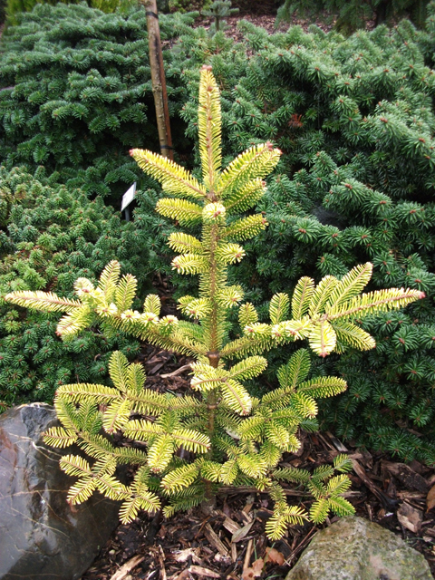 Abies balsamea 'Bruces Variegated'